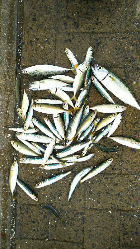 シーサイドコスモ アジ爆釣