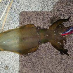 チームメンバーとエギング