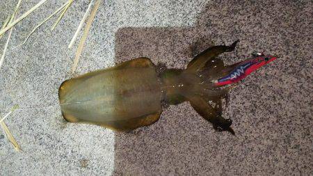 チームメンバーとエギング