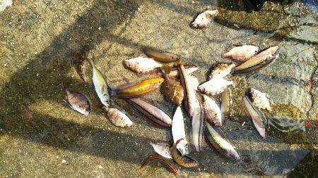 カワハギ、スタート。キュウセン20cm