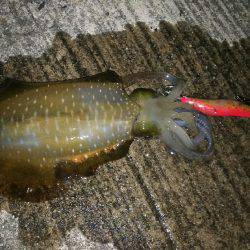 お持ち帰りサイズ❗️