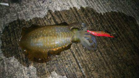 お持ち帰りサイズ❗️