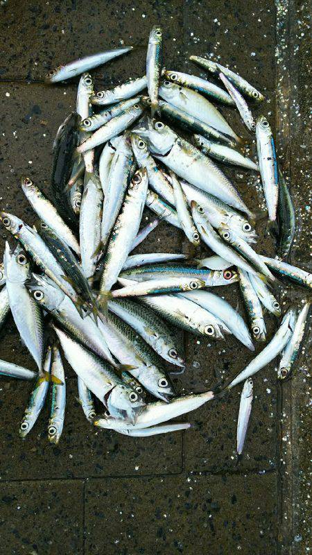 シーサイドコスモエサ無しサビキで70匹以上…