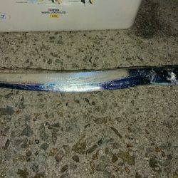 台風後のワインド