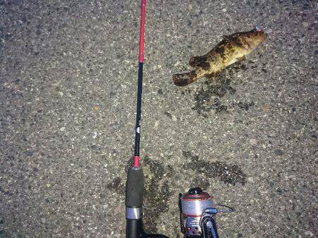 テトラで穴釣り