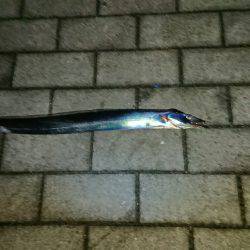 シーサイドコスモで初タチウオ