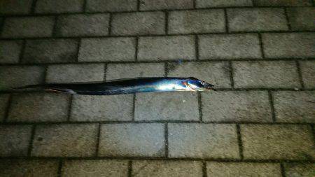 シーサイドコスモで初タチウオ