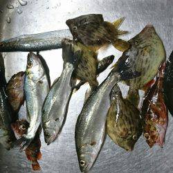 サビキとジグで、セイゴつれた。