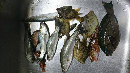 サビキとジグで、セイゴつれた。