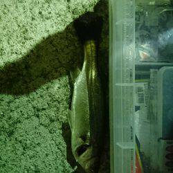 ケーソンでアジングでもと思ったら