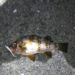 小アジ一投一匹