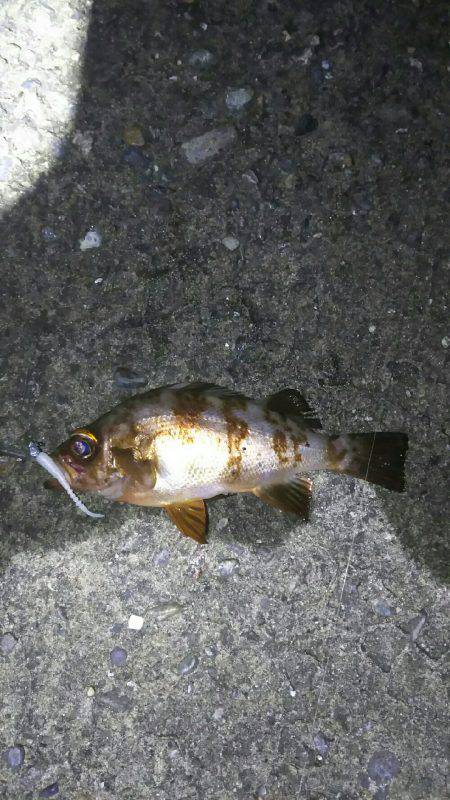 小アジ一投一匹