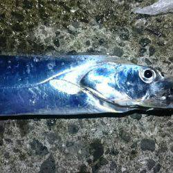 青物ゲットならず(T-T)