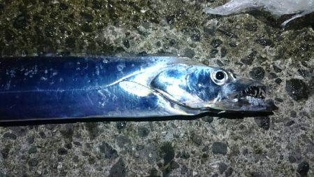 青物ゲットならず(T-T)