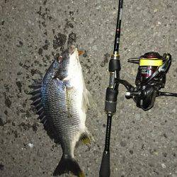 久々のキビレゲーム