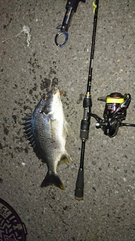 久々のキビレゲーム