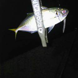 雨のなかアジング