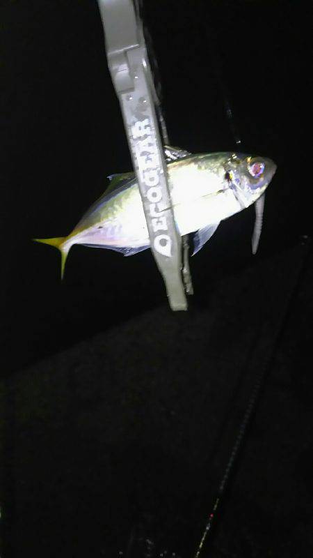 雨のなかアジング