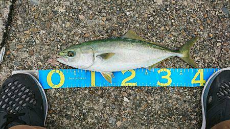 ゼッタイ30ハマチ