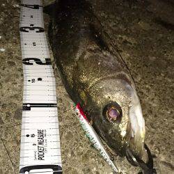 シーバスゲット！！