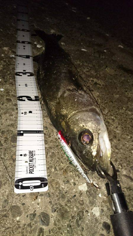 シーバスゲット！！