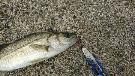 西宮ケーソン岸ジグミニシー