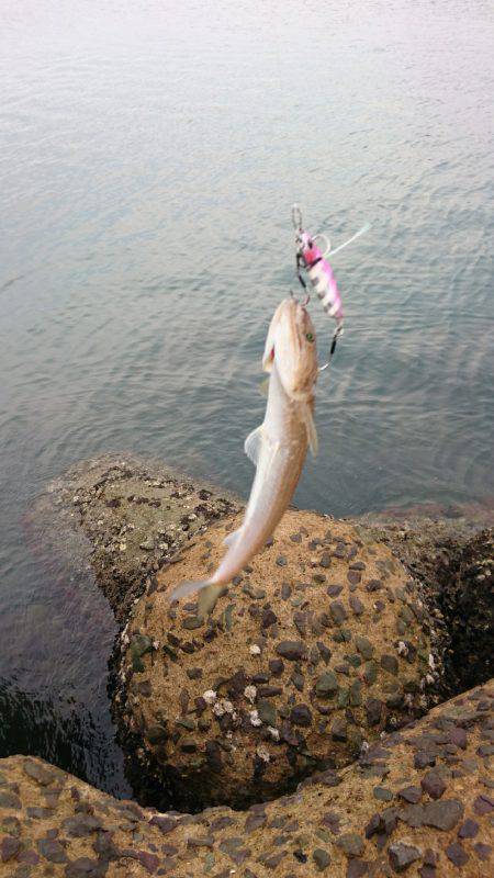 ショアジギング