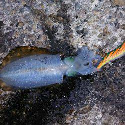 なんとか一杯だけ(^^;)