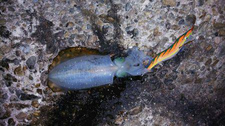 なんとか一杯だけ(^^;)