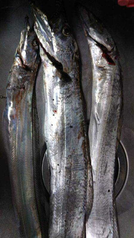 めっちゃええサイズ