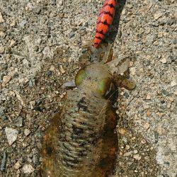 アオリイカ新子調査