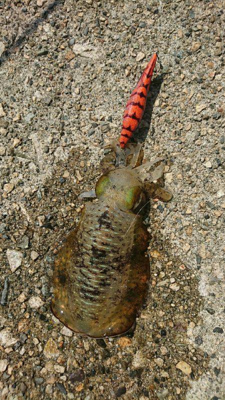 アオリイカ新子調査