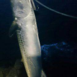 なかなか釣れません