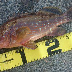 ミッション完了