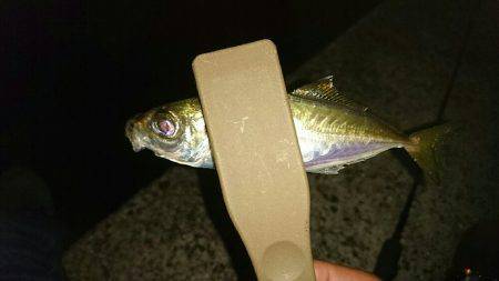 アジングのはずが？。