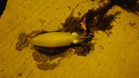 豆アジ、アオリ、ケンサキ