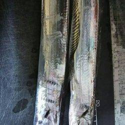 爆釣シーズンは終了かな