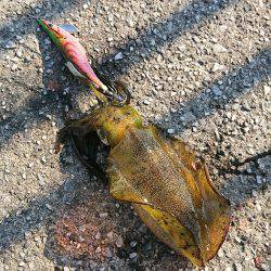 短時間エギング