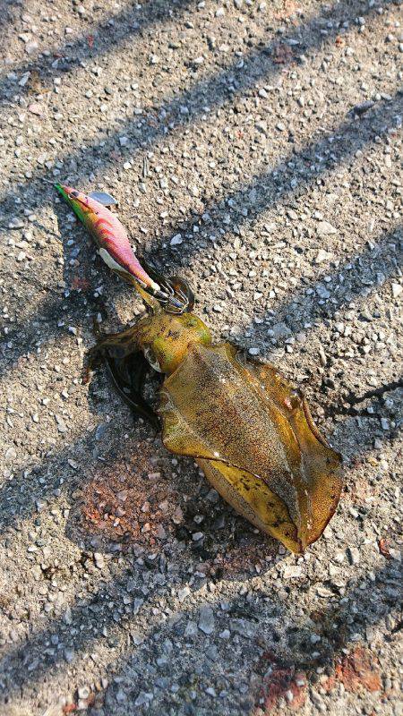 短時間エギング