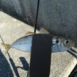 台風一過のアジングは高活性でした。