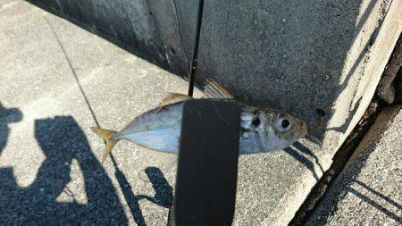 台風一過のアジングは高活性でした。