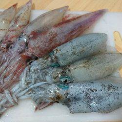 新子、ケンサキ調査