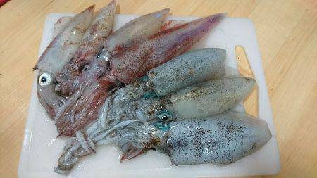 新子、ケンサキ調査