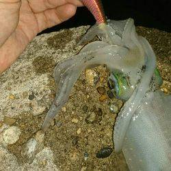 台風前のエギング