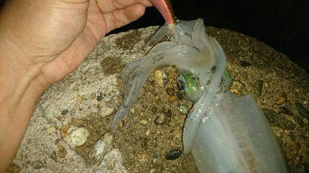 台風前のエギング