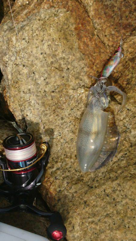 アオリイカ釣り