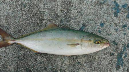 サゴシ、ツバス