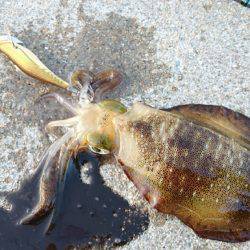 台風後の秋イカ調査