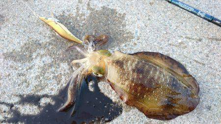 台風後の秋イカ調査