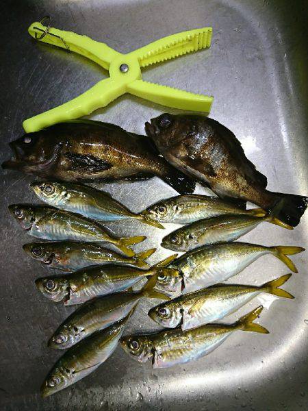 タチウオは遠いなぁ